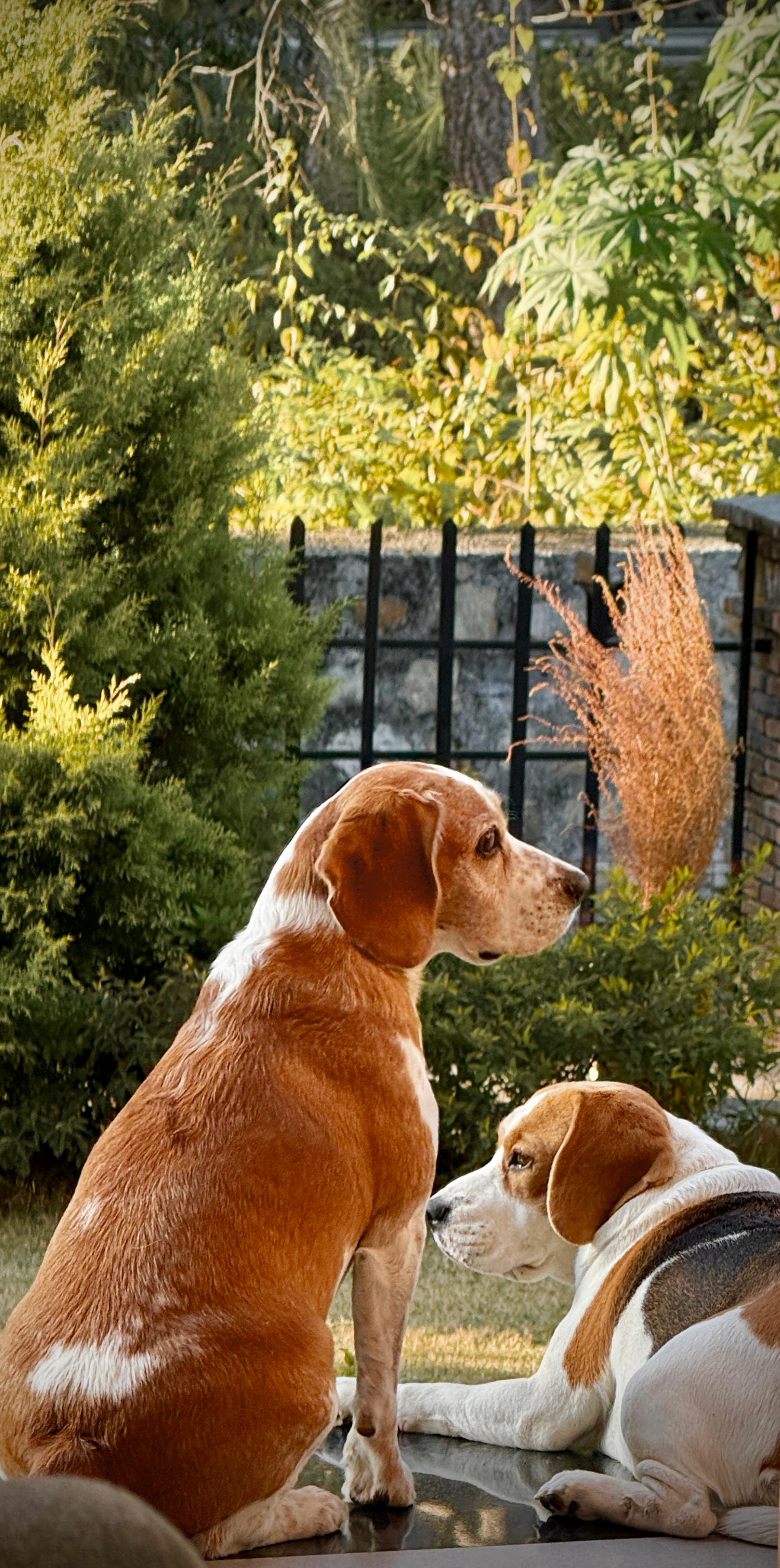 Pet friendly stream and outdoor space at The Abode Living Dehradun