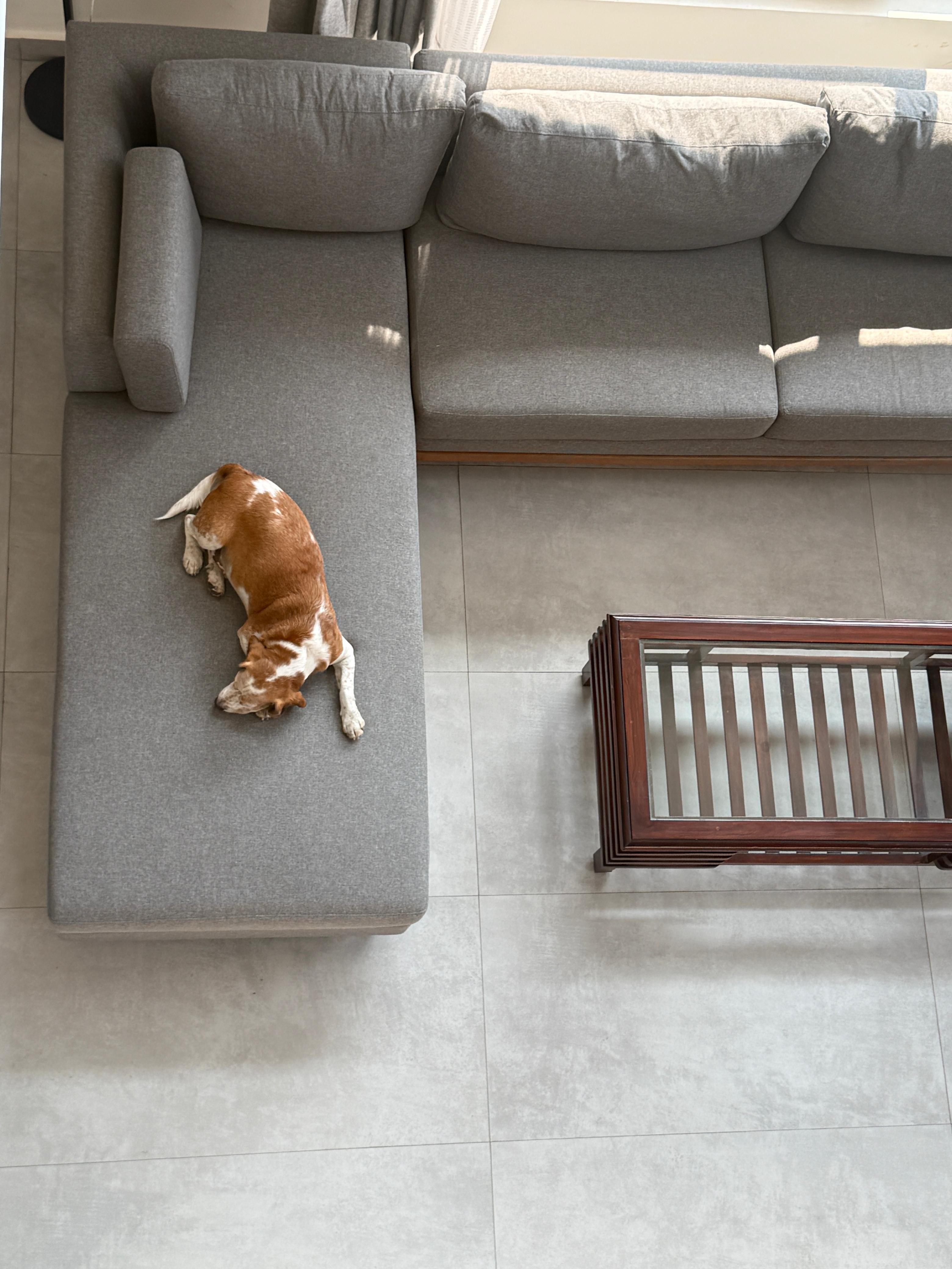 Open villa grounds and lawns at The Abode Living pet friendly retreat